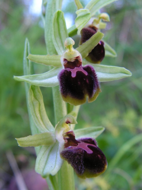 Ophrys